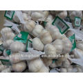 5.5cm Normal white garlic/Fresh garlic/Purple garlic